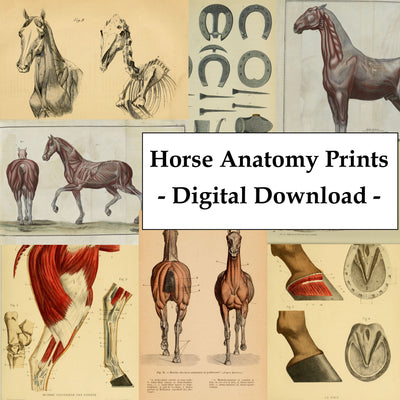 Horse Anatomy Illustrations Ephemera Digital Print Download