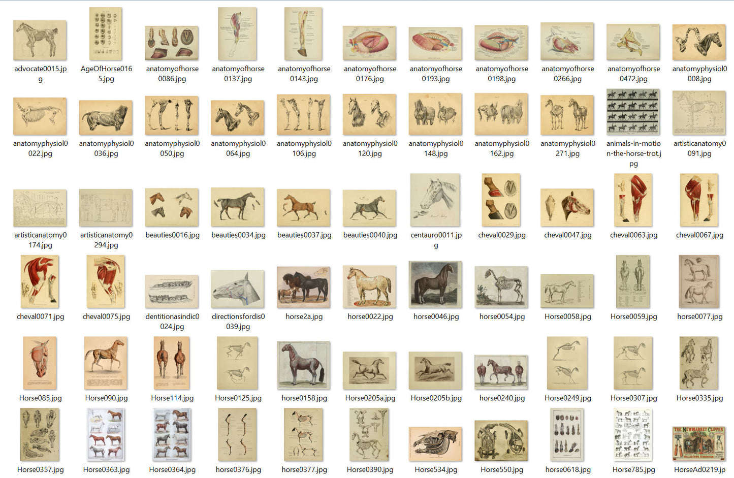 Horse Anatomy Illustrations Ephemera Digital Print Download