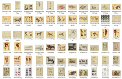 Horse Anatomy Illustrations Ephemera Digital Print Download