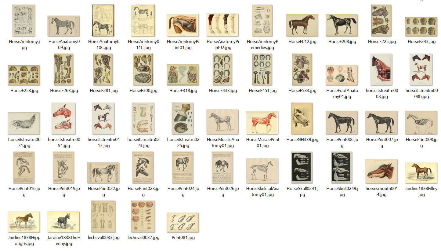 Horse Anatomy Illustrations Ephemera Digital Print Download