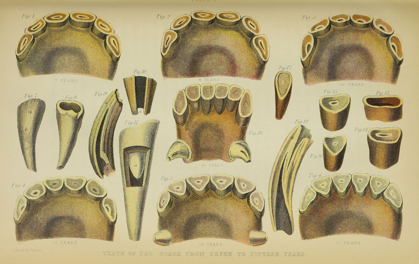 Horse Anatomy Illustrations Ephemera Digital Print Download