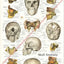 Cranial Facial Bones of the Human Skull Poster