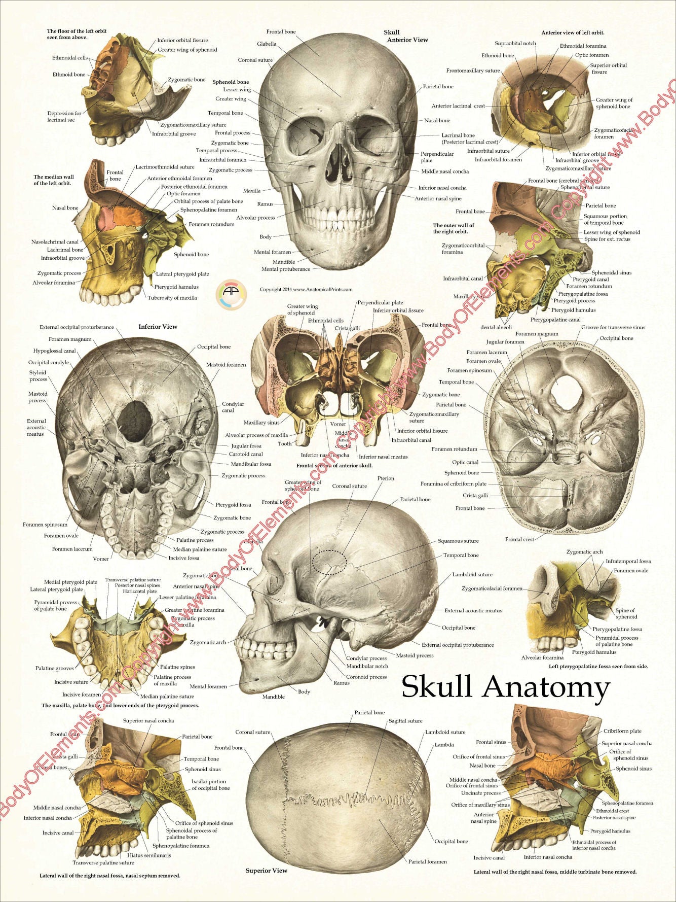 Cranial Facial Bones of the Human Skull Poster – Body of Elements