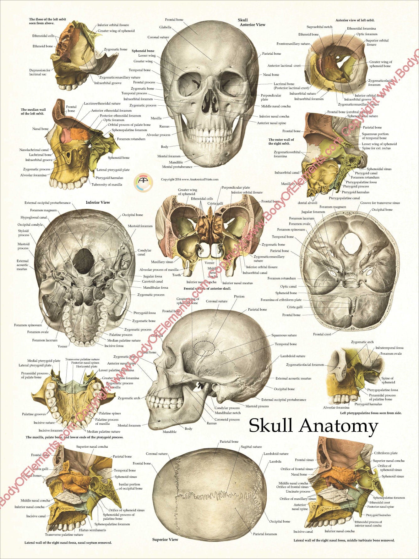 Cranial Facial Bones of the Human Skull Poster