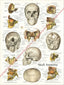 Cranial Facial Bones of the Human Skull Poster