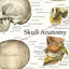 Cranial Facial Bones of the Human Skull Poster