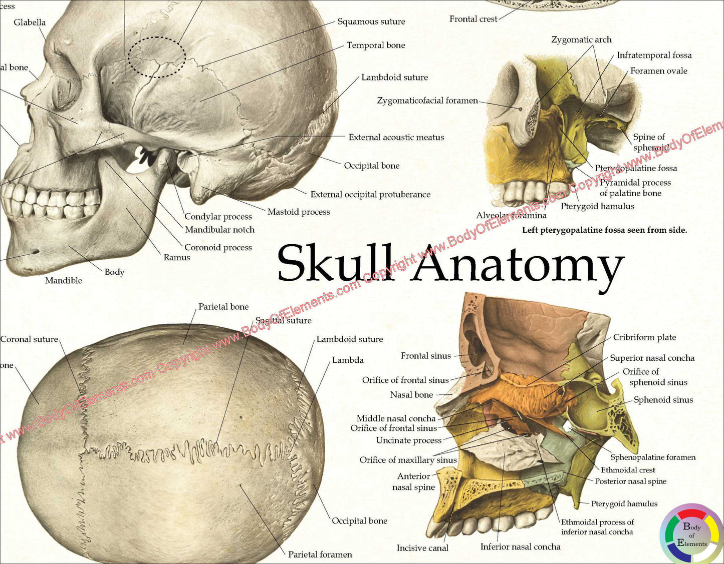 Cranial Facial Bones of the Human Skull Poster