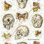 Cranial Facial Bones of the Human Skull Poster