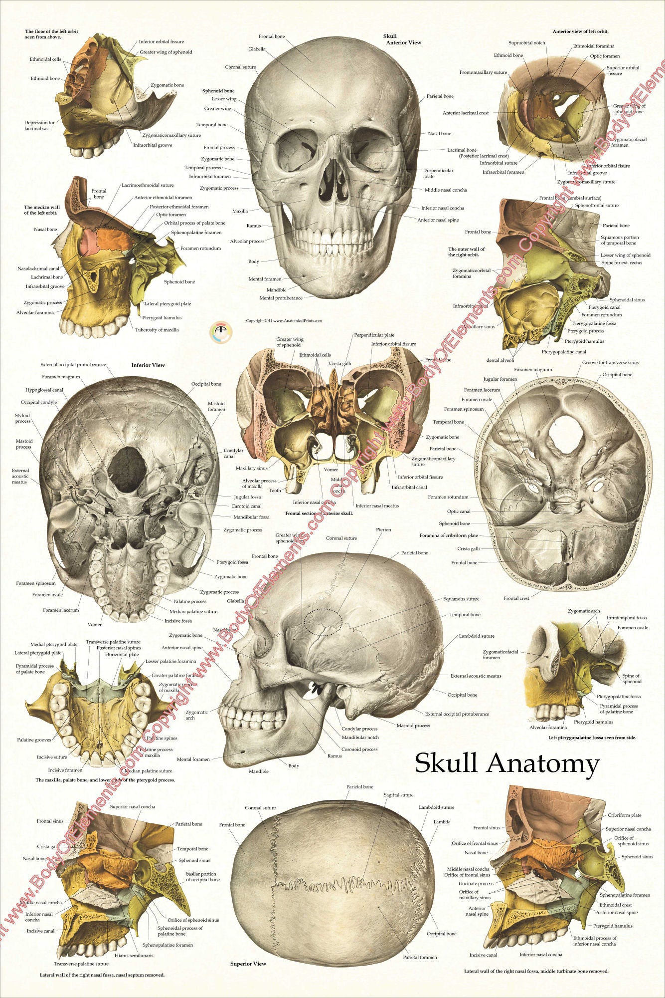 Cranial Facial Bones of the Human Skull Poster