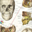 Cranial Facial Bones of the Human Skull Poster