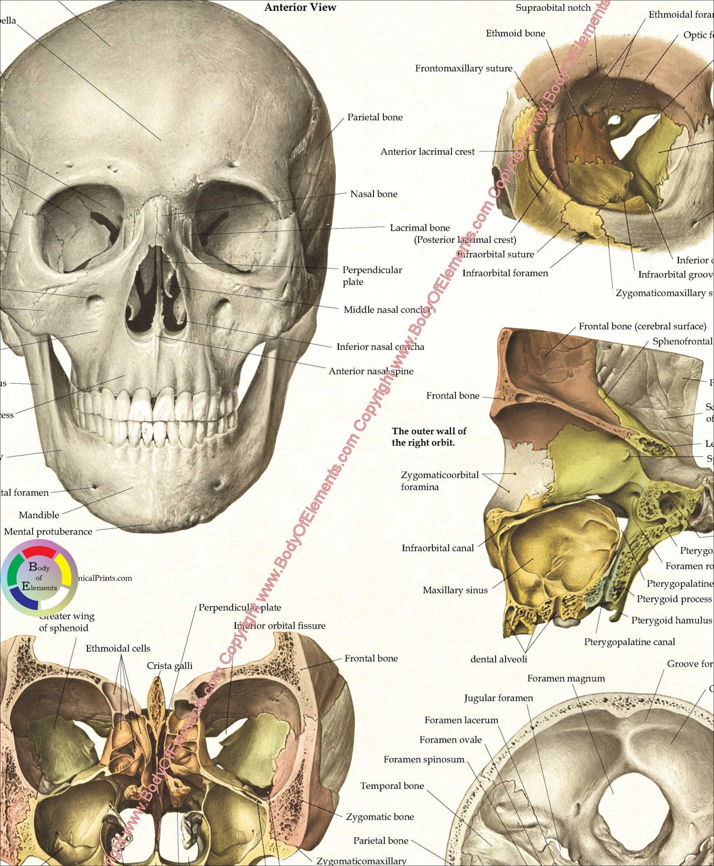 Cranial Facial Bones of the Human Skull Poster