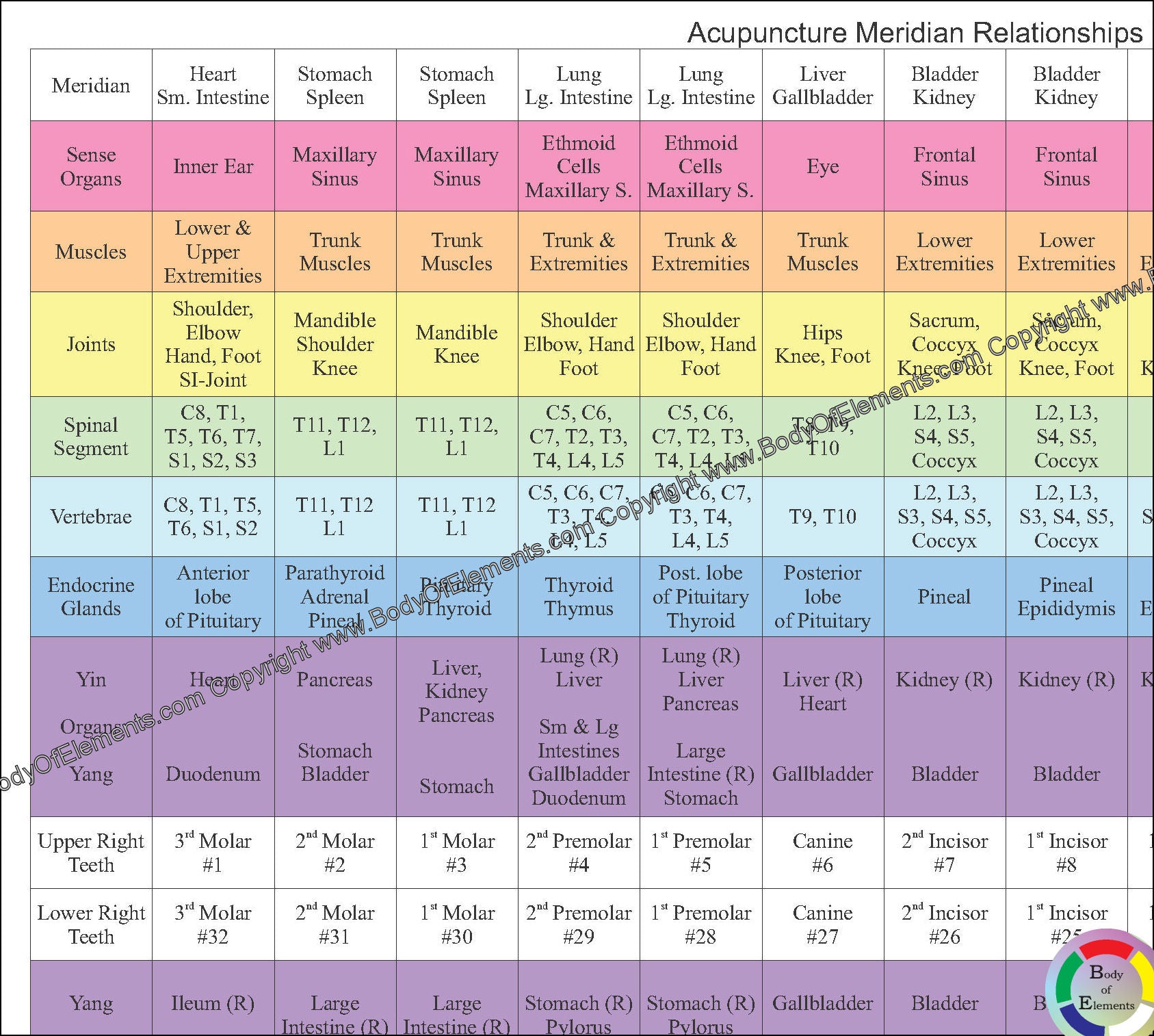 Acupuncture Meridian Dental Chart 8.5" X 11" Body of Elements