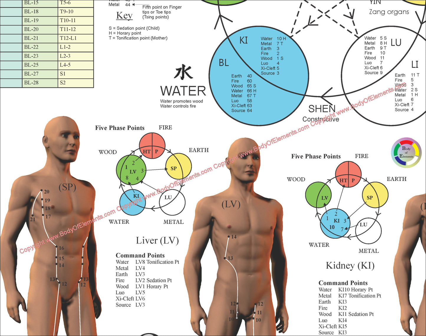 Acupuncture Meridian Points and Pathways Poster 18" X 24" Folded