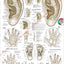 Acupuncture Microsystems of the Hand Foot and Ear Poster