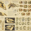 Age of the Horse by Dental Tooth Anatomy Poster