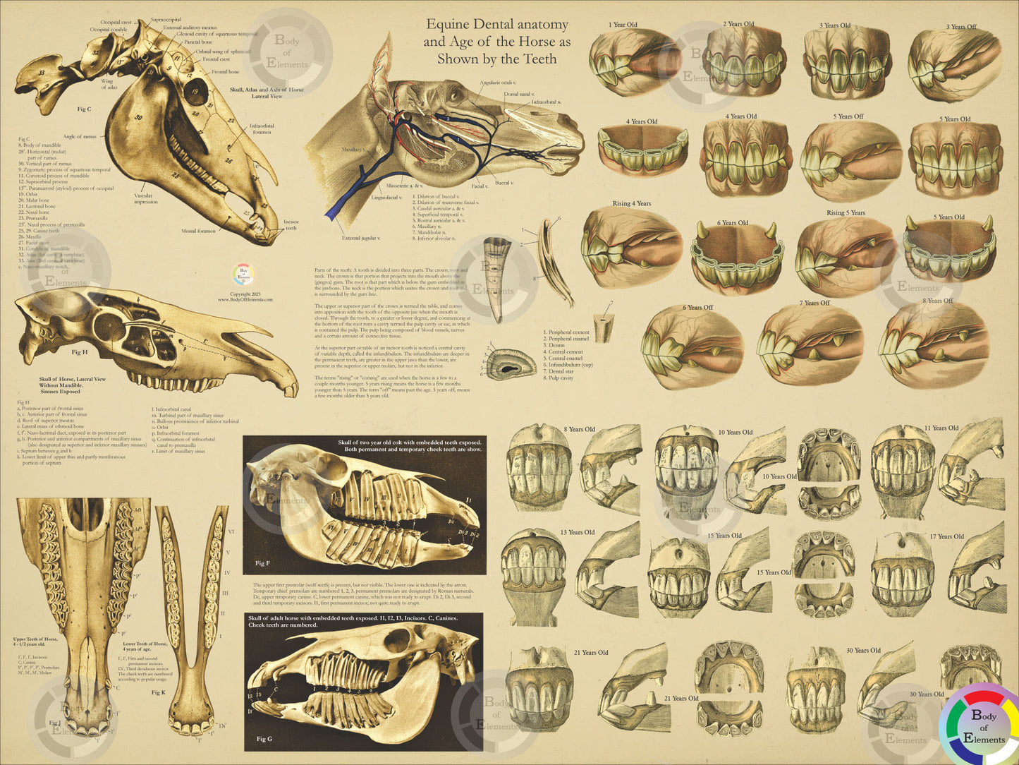 Age of the Horse by Dental Tooth Anatomy Poster