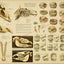 Age of the horse by teeth chart