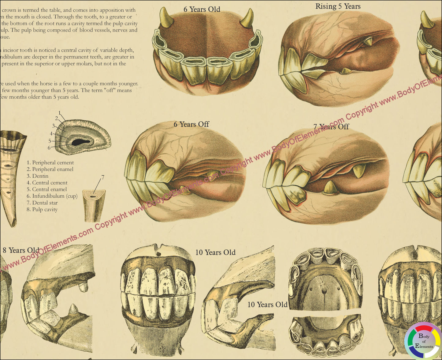 Anatomy of the equine tooth and age by wear