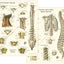 Human spine and ligaments anatomy poster