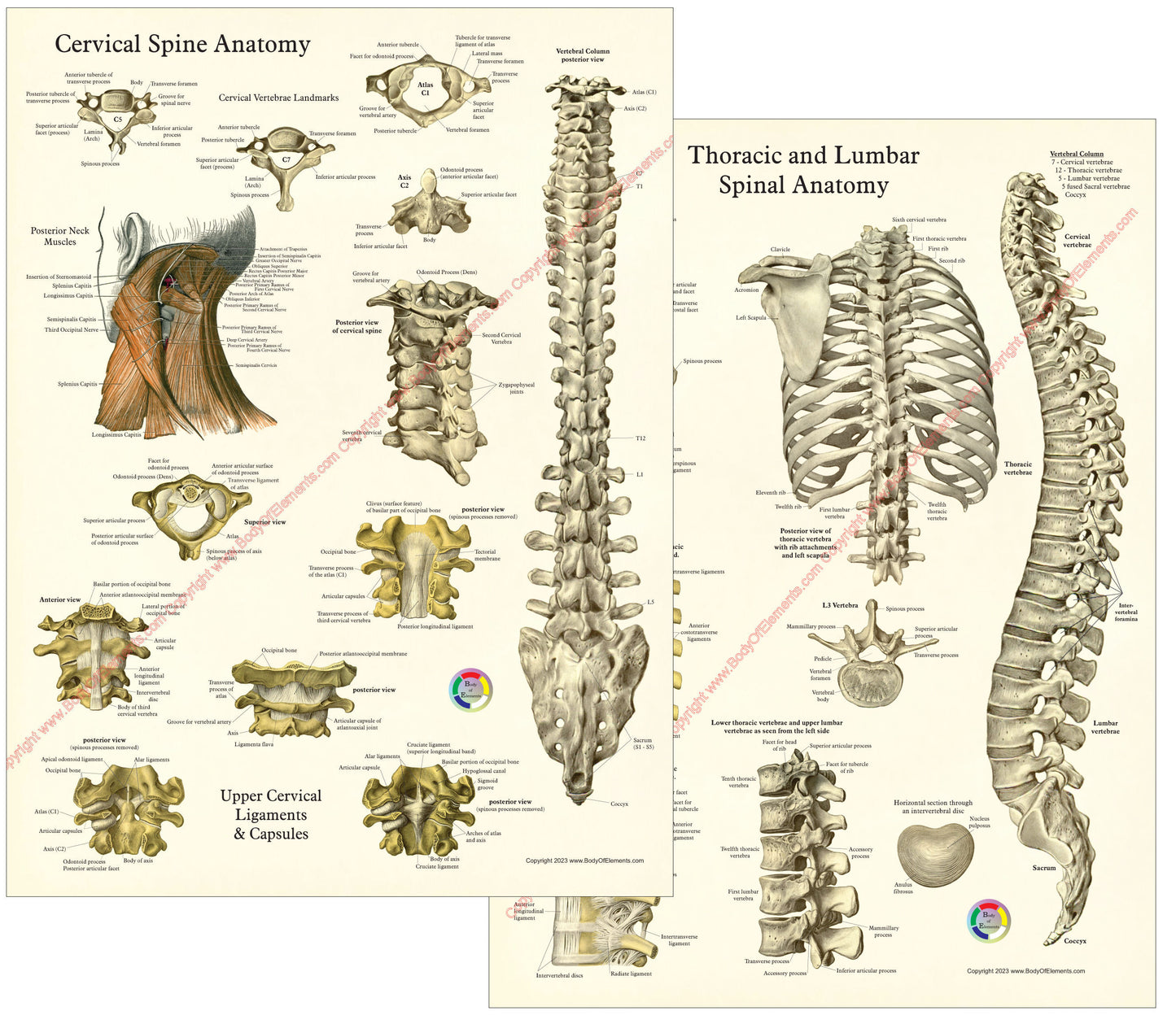 Human spine and ligaments anatomy poster