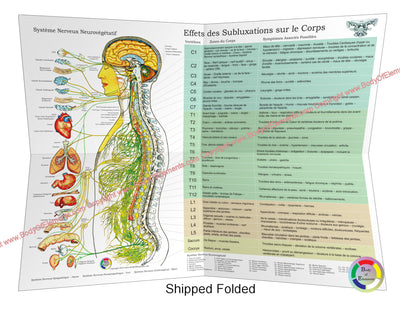 ANS and Effects of Subluxation Poster 18 X 24 Folded