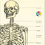 Anterior human skeleton