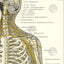 Axillary spinal nerves