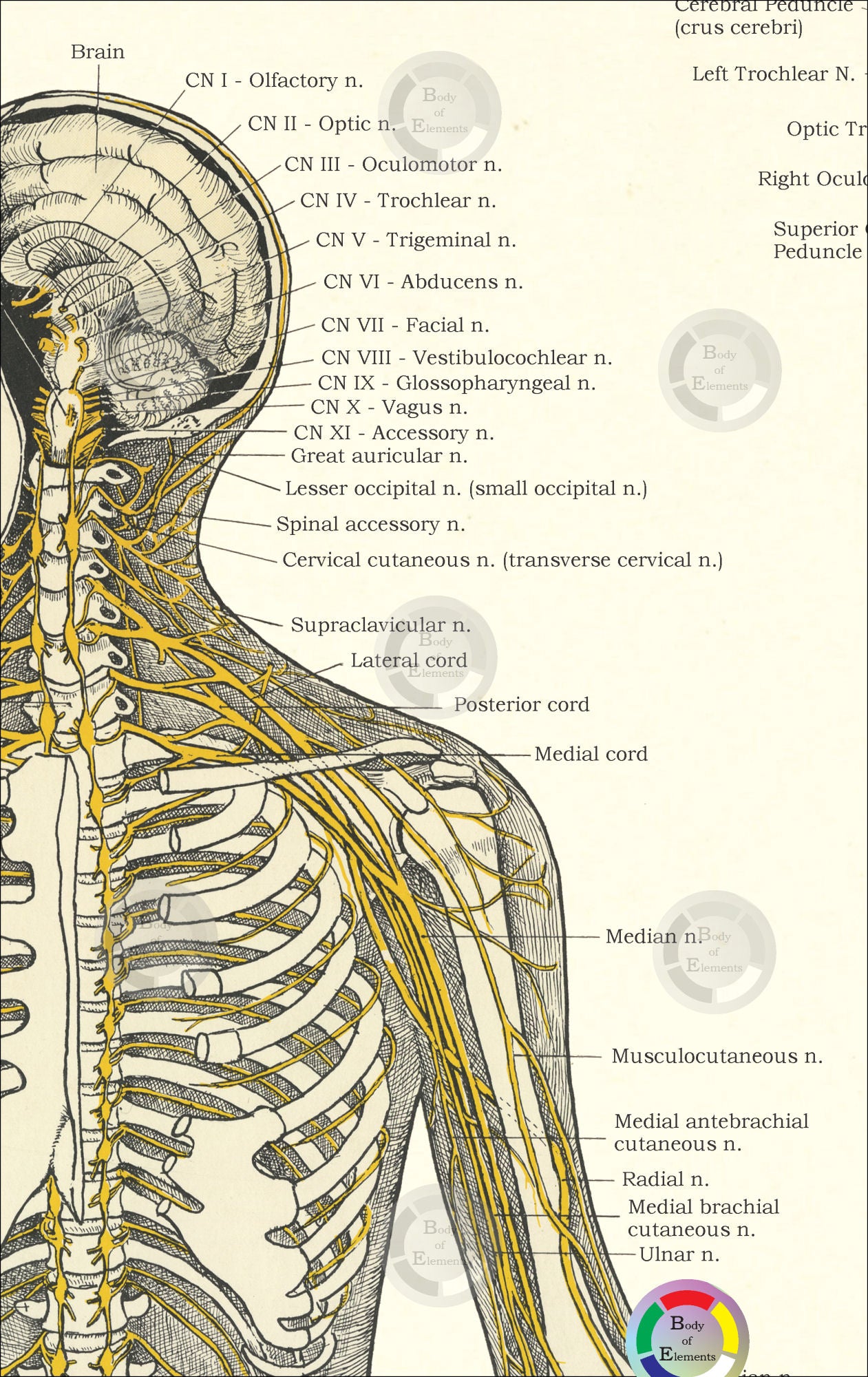 Axillary spinal nerves