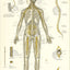 Nervous system anterior view