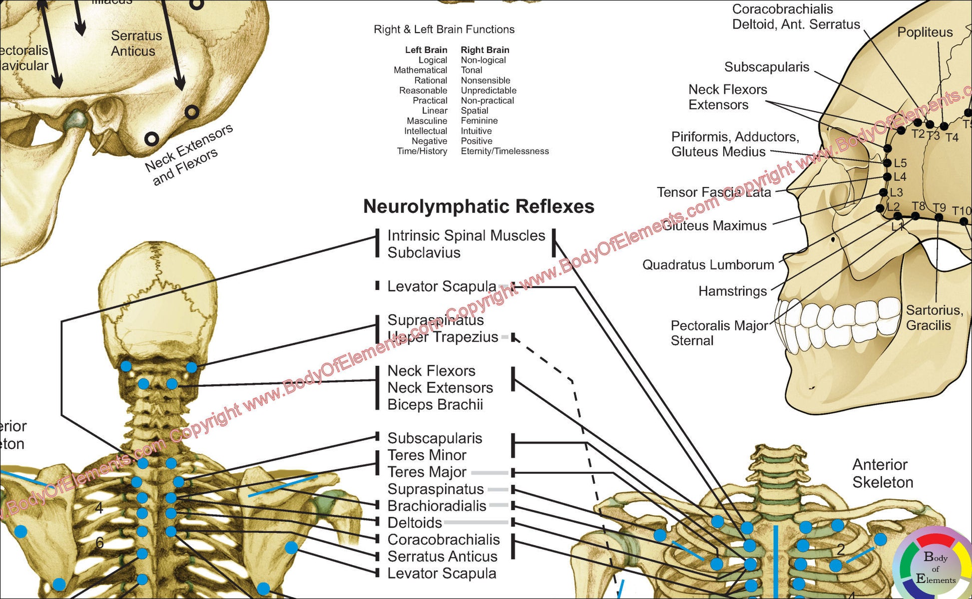 Neurolymphatic reflexes applied kinesiology