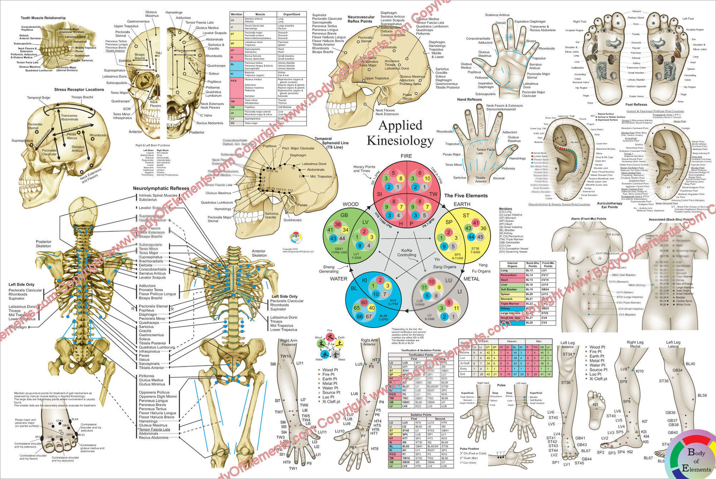 Applied kinesiology chiropractic acupuncture poster