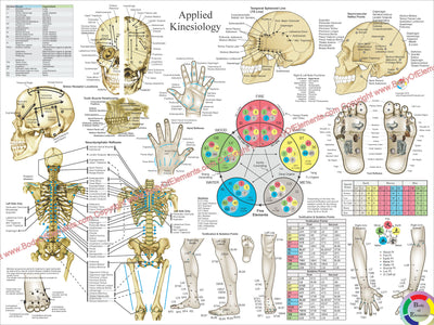 Applied Kinesiology Poster 18 X 24