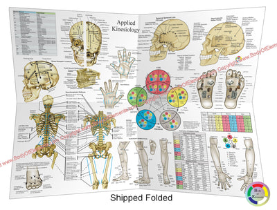 Applied Kinesiology Poster 18 X 24 Folded