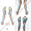 nerve innervation of the arms chart