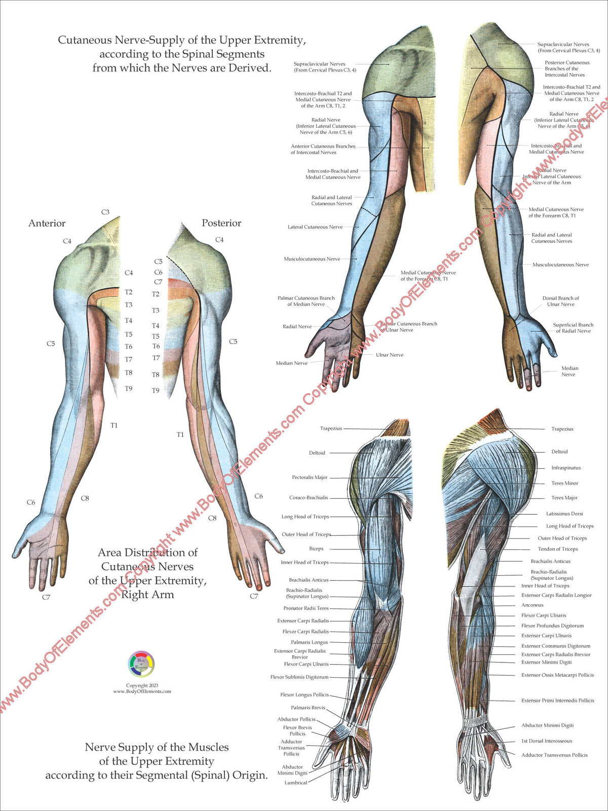 Nerve Innervation Arms Legs Posters – Body of Elements