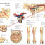 Cow Blood Vessels Anatomy Poster