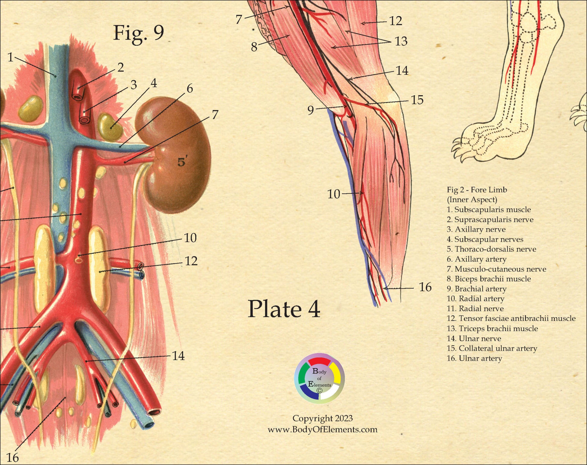 Dog vascular anatomy poster