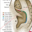 Auricular spine location points ear chart