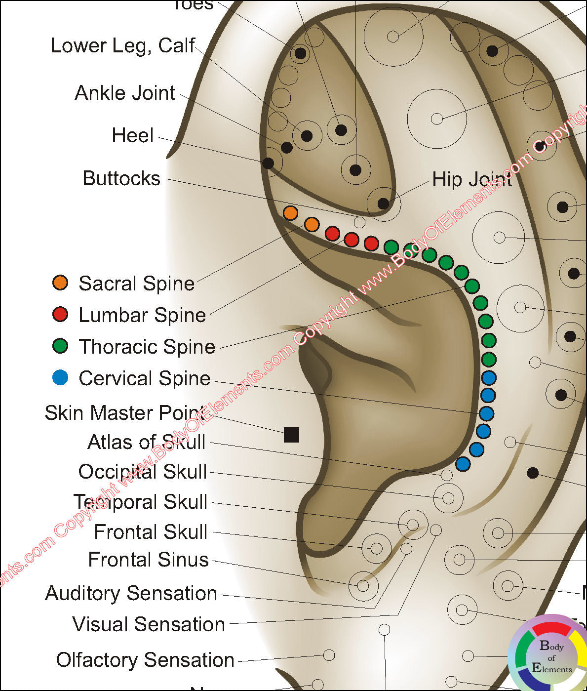 Spinal column auriculotherapy points poster