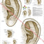 Auricular Ear Acupuncture Poster in Spanish