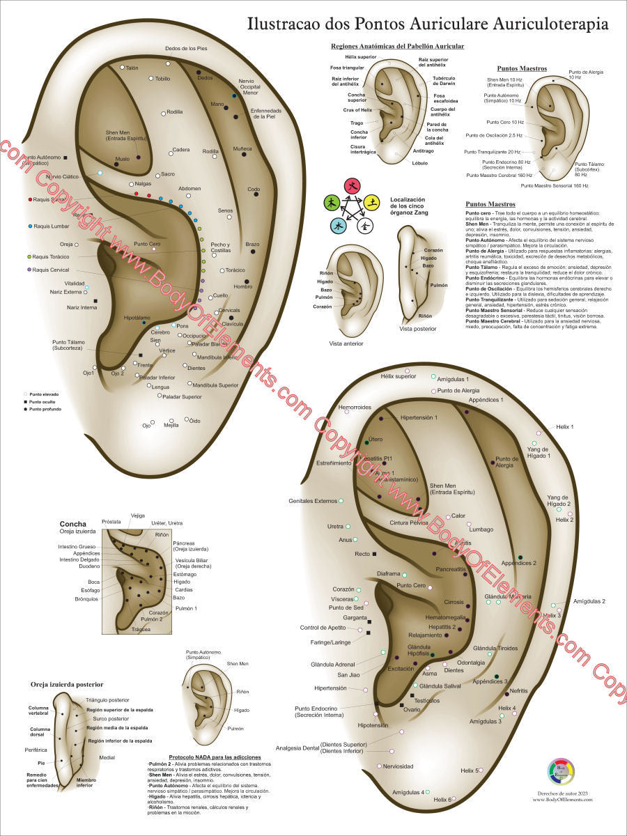 Ear In Spanish Auricular Ear Acupuncture Poster in Spanish – Body of Elements