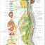 Autonomic Nervous System Poster 18 X 24 Folded