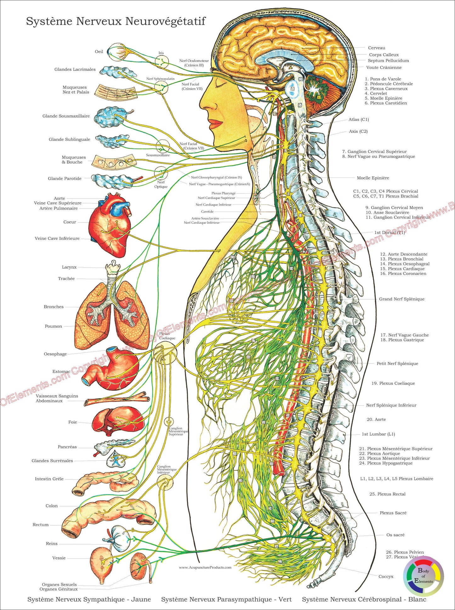 Autonomic Nervous System Poster 18 X 24 Folded