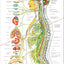 Autonomic Nervous System Poster 18 X 24 Folded