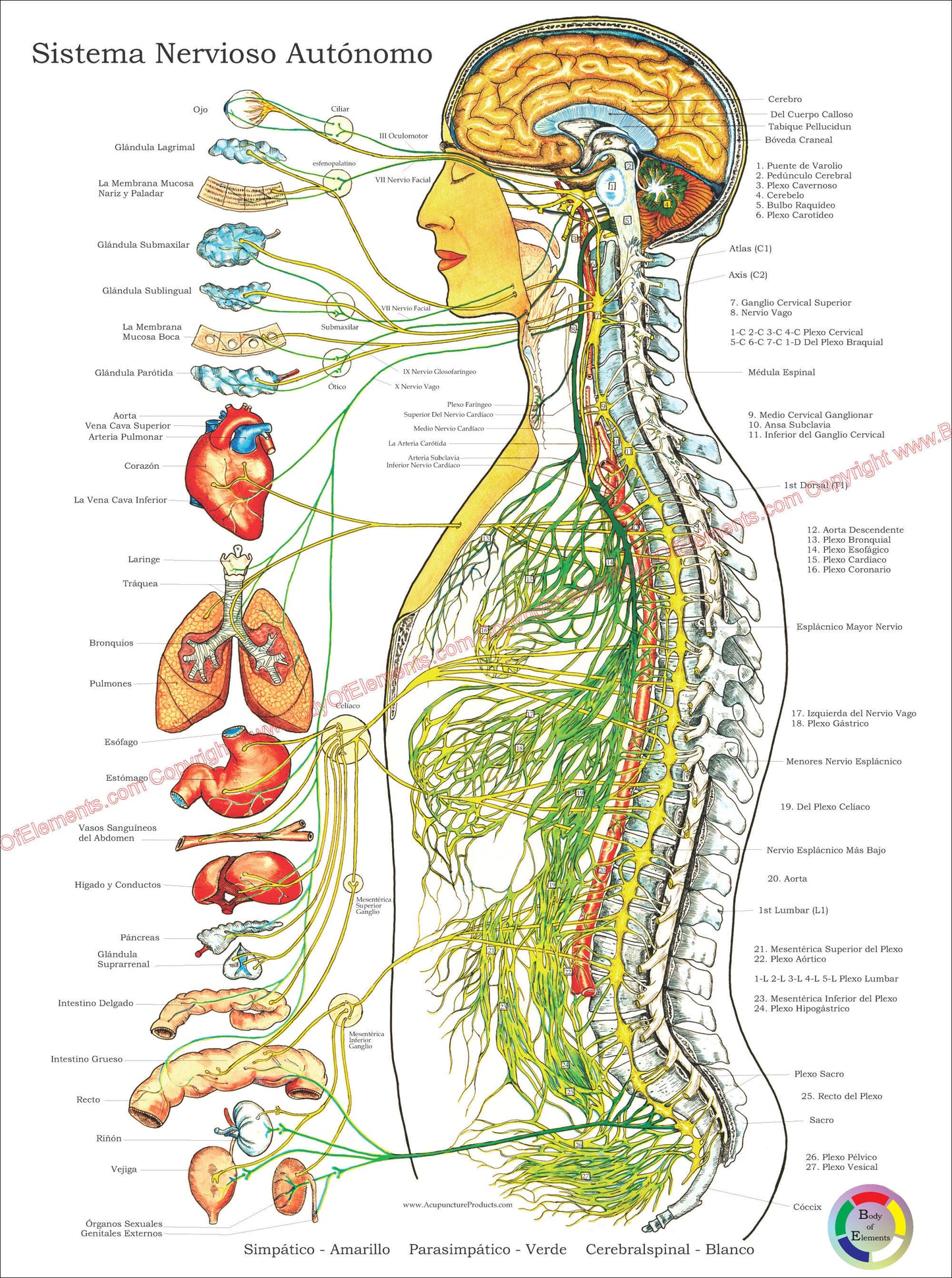 Autonomic Nervous System Poster 18 X 24 Folded