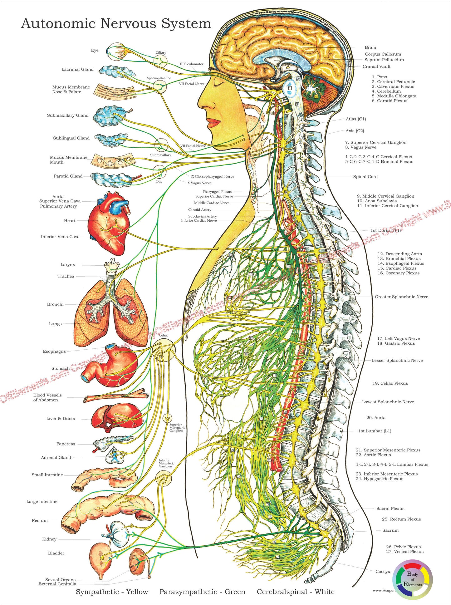 Autonomic Nervous System Poster 18 X 24 Folded