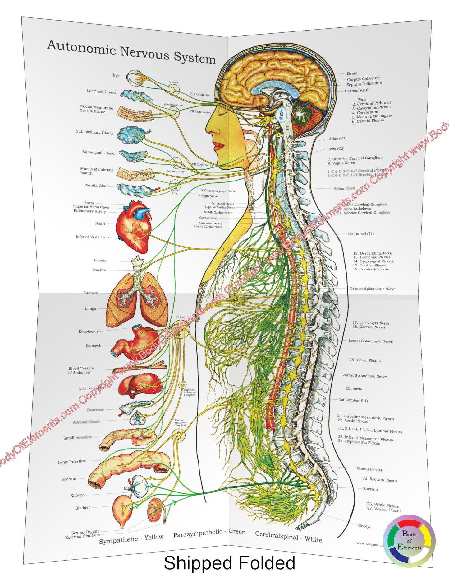 Autonomic Nervous System Poster 18 X 24 Folded