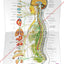 Autonomic Nervous System Poster 18 X 24 Folded