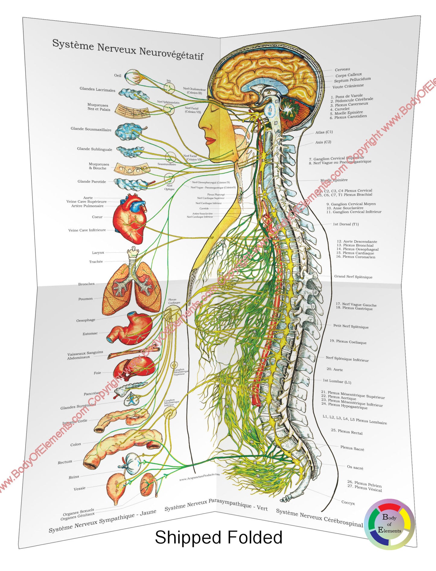 Autonomic Nervous System Poster 18 X 24 Folded