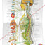 Autonomic Nervous System Poster 18 X 24 Folded